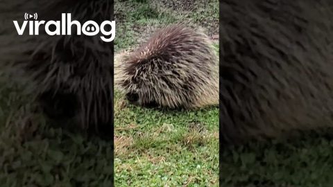 Porcupine Chilling in Spokane Neighborhood || ViralHog