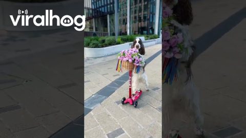 Bonnie Scootering With a Bouquet of Roses || ViralHog