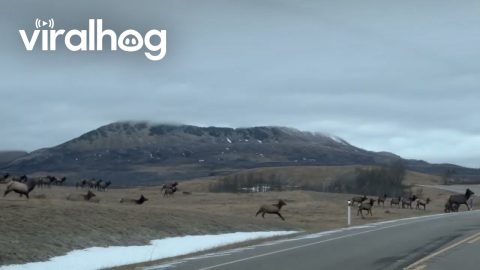 Herd of Elk Cross the Road in Alberta || ViralHog