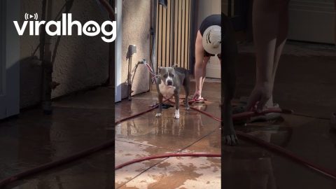 Pitbull Protests Bath Time With a Swift Kick || ViralHog