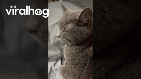 Gary’s Fat and She Knows It || ViralHog