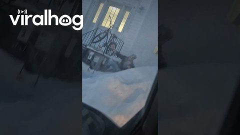 Breaking A Big Icicle, Falling Over The Railing || ViralHog