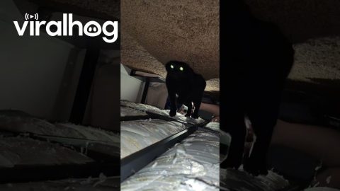 My Cat Doubles as a Sleep Paralysis Demon || ViralHog