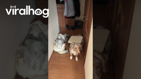 Dog Gets Stuck In Chair || ViralHog
