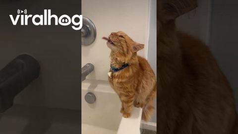 Orange Cat Loves Drinking Shower Water || ViralHog