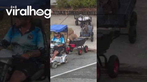 Man Takes His Dogs Out for a Train Ride || ViralHog