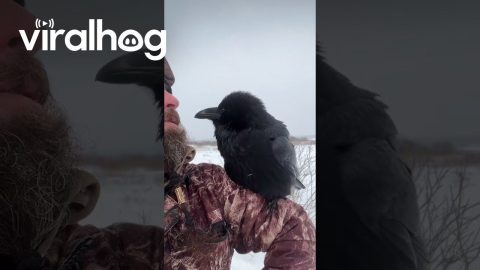 Friendly Chat Between Man and a Raven || ViralHog