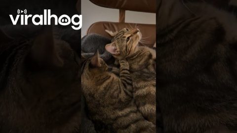 Cat Massage || ViralHog