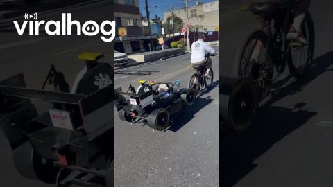 Dog in a Formula 1 Car || ViralHog