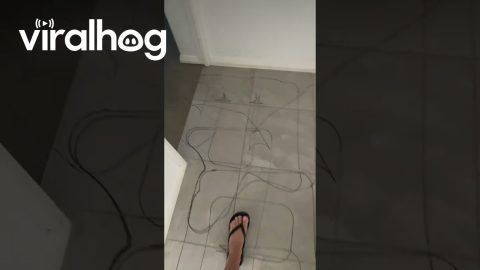 POV: You Leave a Marker Within Reach of Your Robot Vacuum || ViralHog