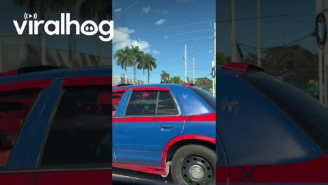 Superhero Drives Spider Mobile || ViralHog