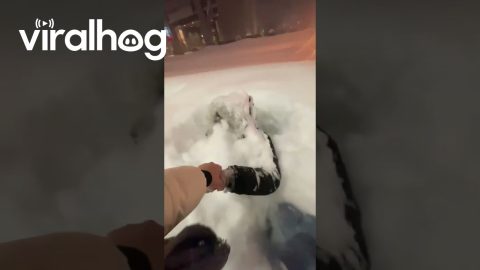 Giggles From the Depths of Snow || ViralHog