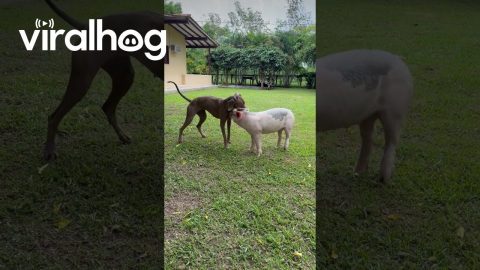 Mini Pig And Pup Play Like Best Friends || ViralHog