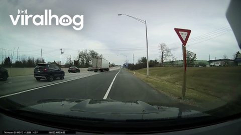 Deer Family Merge Onto Highway || ViralHog