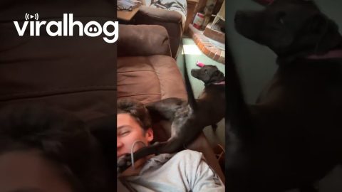 Funny Dog Backs It Up And Kicks Man || ViralHog