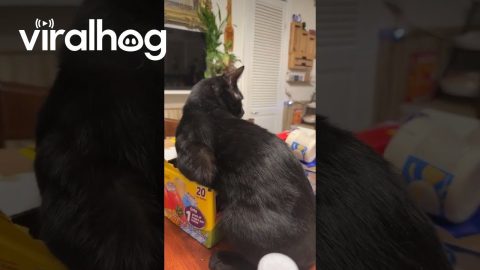 Dramatic Cat Overreacts To Unwanted Touching || ViralHog