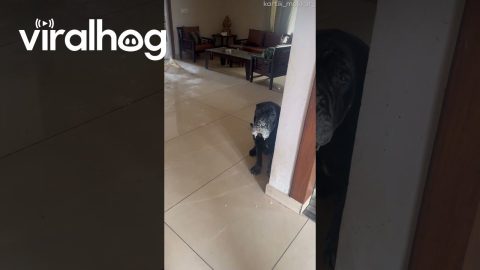 Dog Spills Flour All Over the Floor || ViralHog
