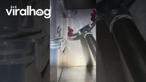 Grabber Tool Snags Mouse Tail || ViralHog
