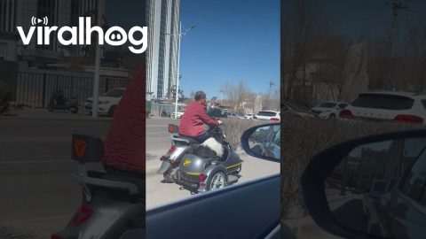 Dog Rides Sidecar in Grandma's Motorcycle || ViralHog