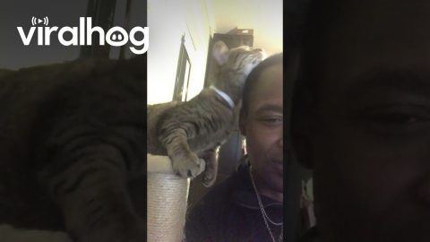 Mila Showing Just How Much She Loves Me || ViralHog