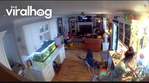 Dog Pulls Dish Rack From Washer || ViralHog