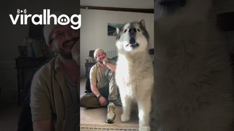 Alaskan Malamute Howls Hallelujah Chorus || ViralHog