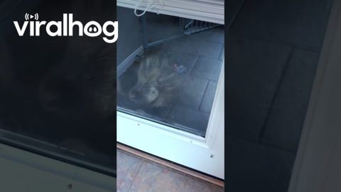 Porcupine Wants In! || ViralHog