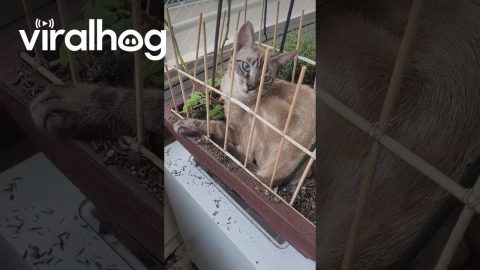 Cat Climbs Around Skewers To Lay In Plants || ViralHog