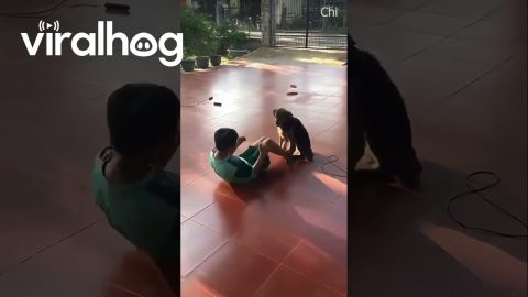 Dog Holds Boys Feet For Sit Ups || ViralHog