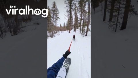 Dog Pulling Snowboarder Leads to Funny Snow Crash || ViralHog