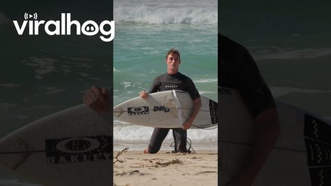 Surfer Falls and Breaks His Board || ViralHog