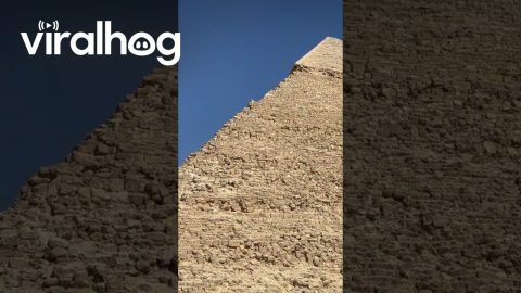 Spider Dogs in Giza || ViralHog