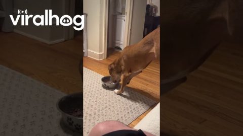 When It's Dinner Time but You Don't Want to Give Up Your Seat || ViralHog