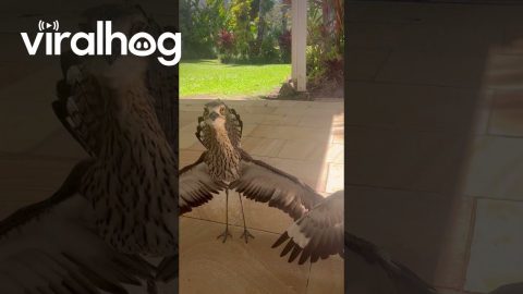 Hissing Curlew Parents Defend Baby || ViralHog
