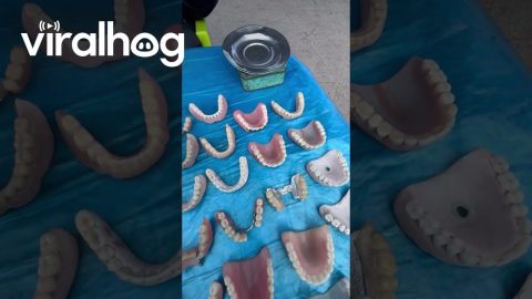 Street Vendor Selling Teeth || ViralHog
