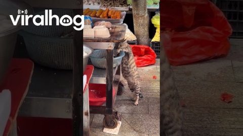 Market Cat Caught Stealing Dried Fish in China || ViralHog