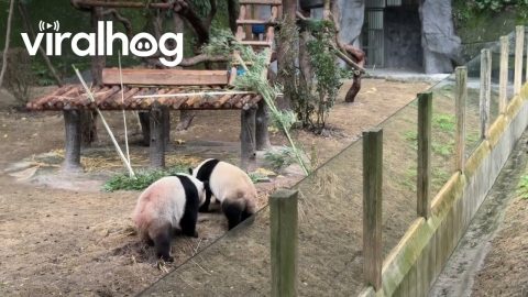 Pandas Mirror Keeper's Waving Gesture || ViralHog
