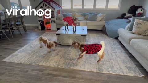 Playful Goats And Basset Hound Friend || ViralHog