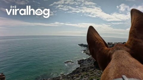 Cliffside Biker's Dog Says Hello || ViralHog