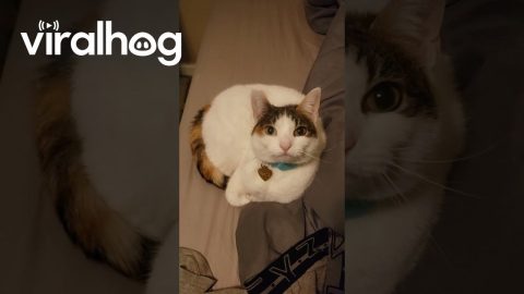 Super Cute Conversation With Calico Cat || ViralHog
