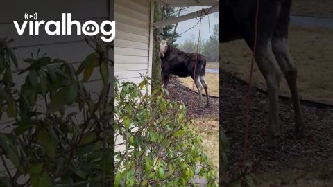 Peekaboo Moose || ViralHog