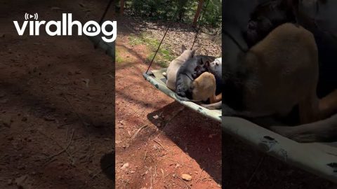 Dogs on a Swing || ViralHog