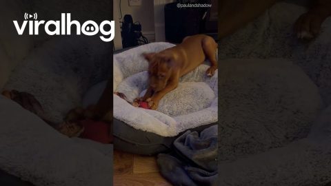 Dog Loves Rock and Roll || ViralHog