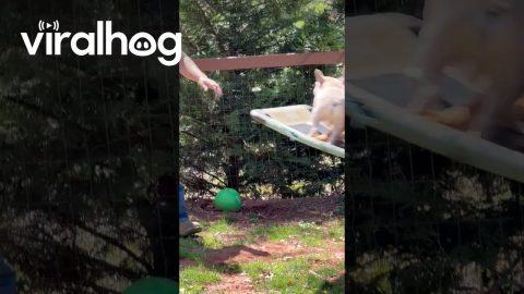 Man Gently Pushes Four Dogs On Swing || ViralHog