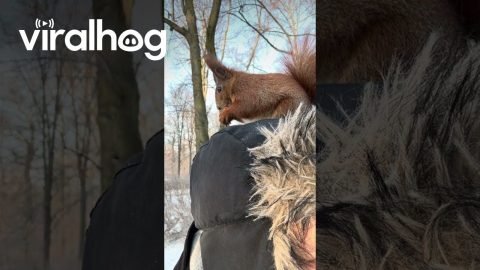Territorial Squirrel Barks From Man's Head || ViralHog