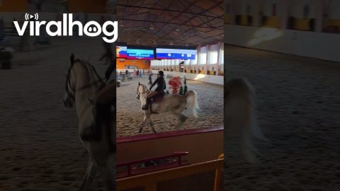 Rider Flies Off Bucking Horse In Jumping Ring || ViralHog