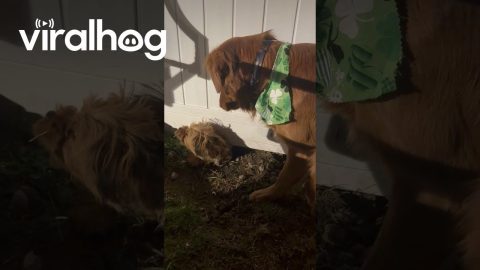 Neighbor's Dog Digs Hole Under Fence to Visit Friends || ViralHog