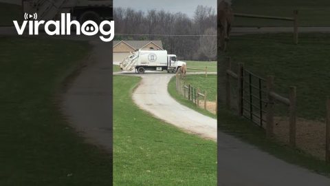 Excited Camel With Neighbor's Garbage Truck || ViralHog