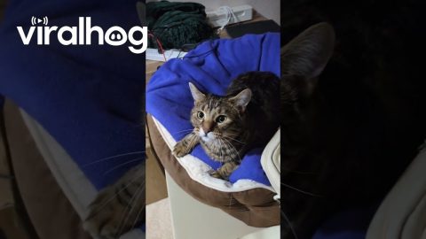 Cat Refuses to Let Owner Go to Work || ViralHog