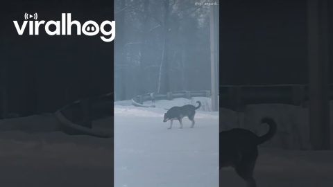 Pup's Tail Propellor || ViralHog